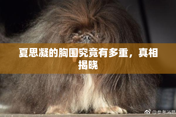 夏思凝的胸围究竟有多重，真相揭晓
