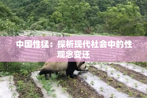 中国性猛：探析现代社会中的性观念变迁