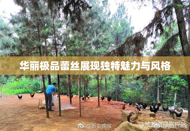 华丽极品蕾丝展现独特魅力与风格