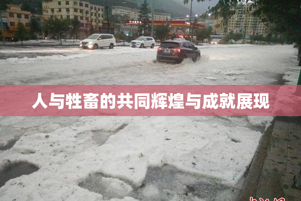 人与牲畜的共同辉煌与成就展现