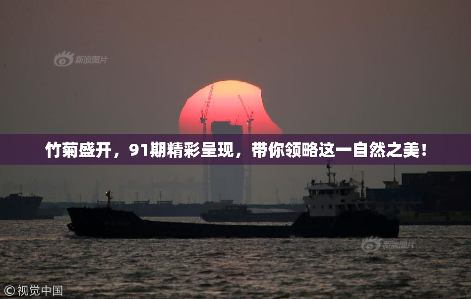 竹菊盛开，91期精彩呈现，带你领略这一自然之美！