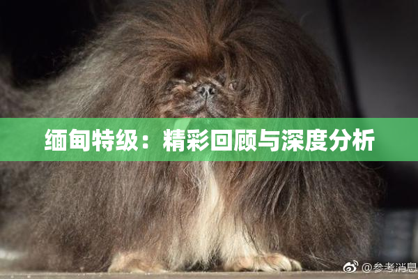 缅甸特级：精彩回顾与深度分析