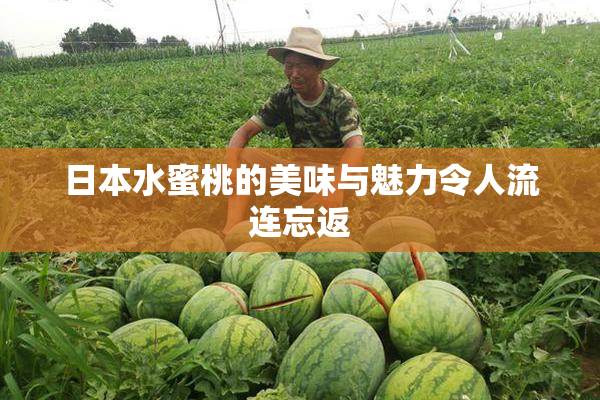 日本水蜜桃的美味与魅力令人流连忘返