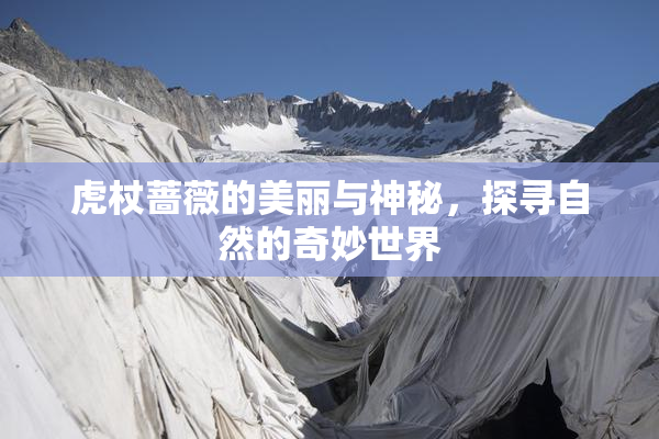 虎杖蔷薇的美丽与神秘，探寻自然的奇妙世界