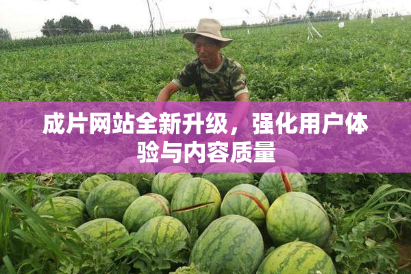成片网站全新升级，强化用户体验与内容质量