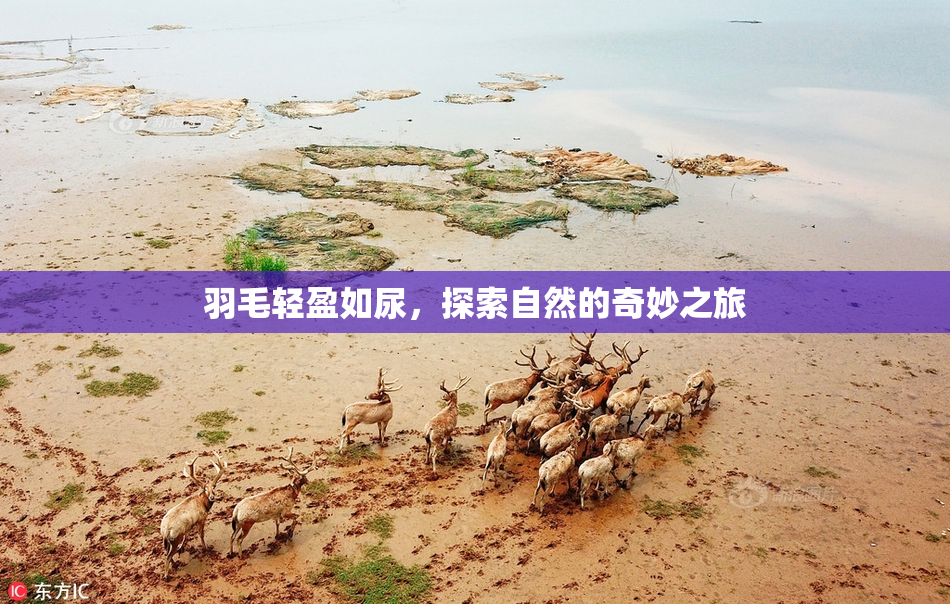 羽毛轻盈如尿，探索自然的奇妙之旅