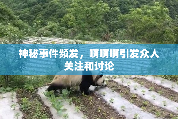 神秘事件频发，啊啊啊引发众人关注和讨论