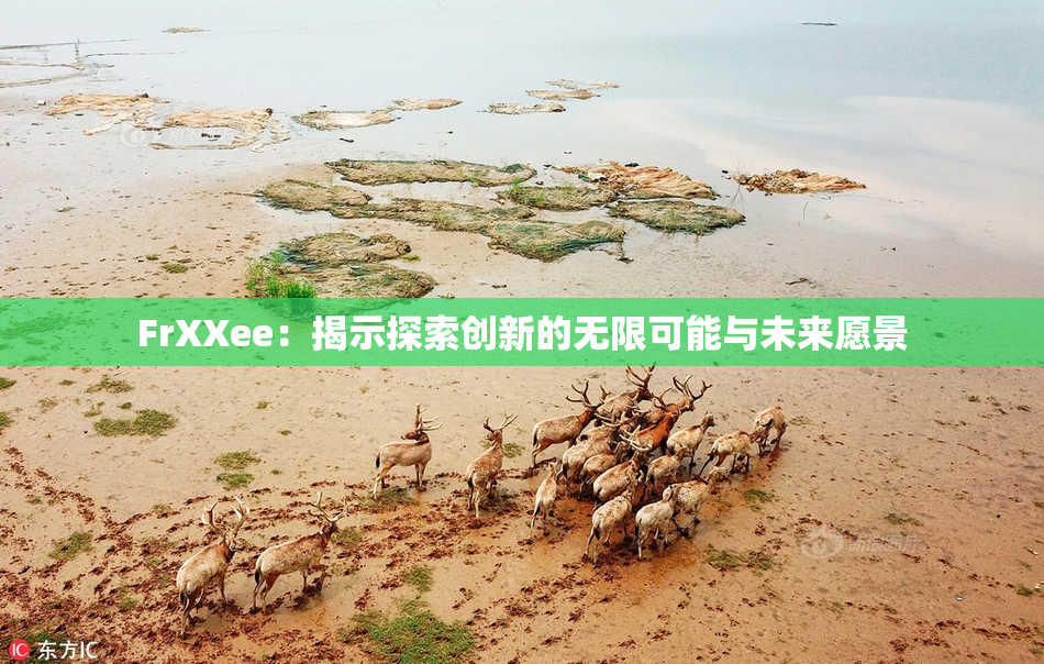 FrXXee：揭示探索创新的无限可能与未来愿景