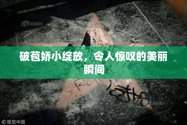 破苞娇小绽放，令人惊叹的美丽瞬间