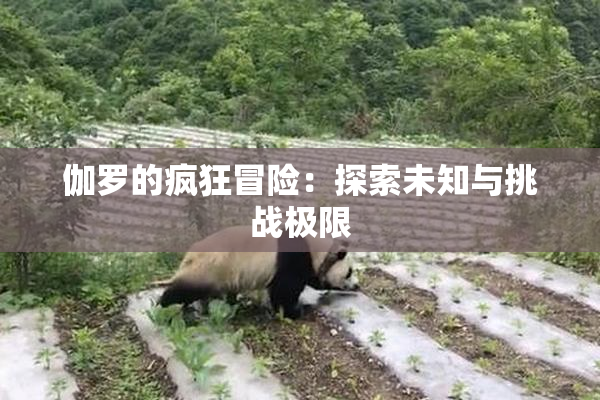 伽罗的疯狂冒险：探索未知与挑战极限