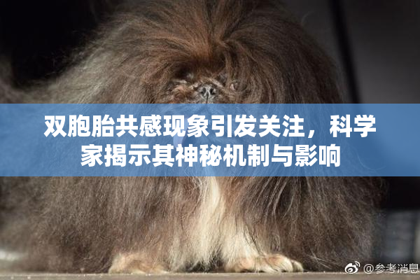 双胞胎共感现象引发关注，科学家揭示其神秘机制与影响