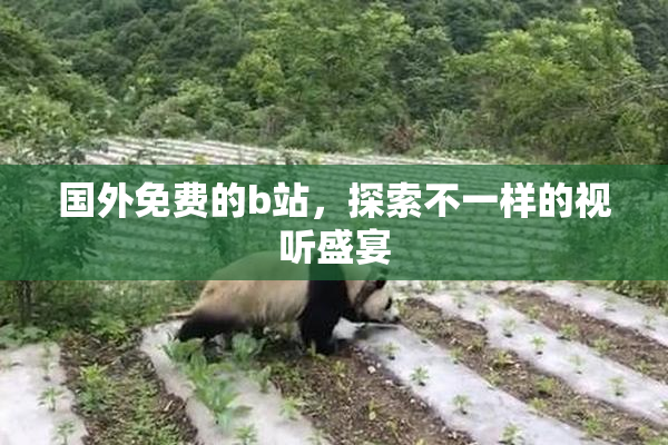 国外免费的b站，探索不一样的视听盛宴