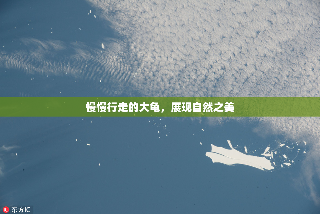 慢慢行走的大龟，展现自然之美