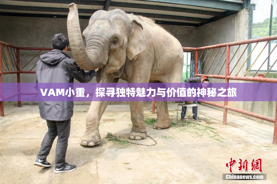 VAM小重，探寻独特魅力与价值的神秘之旅