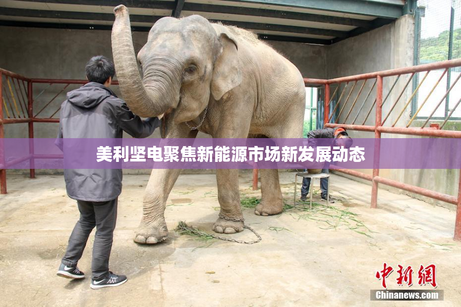 美利坚电聚焦新能源市场新发展动态