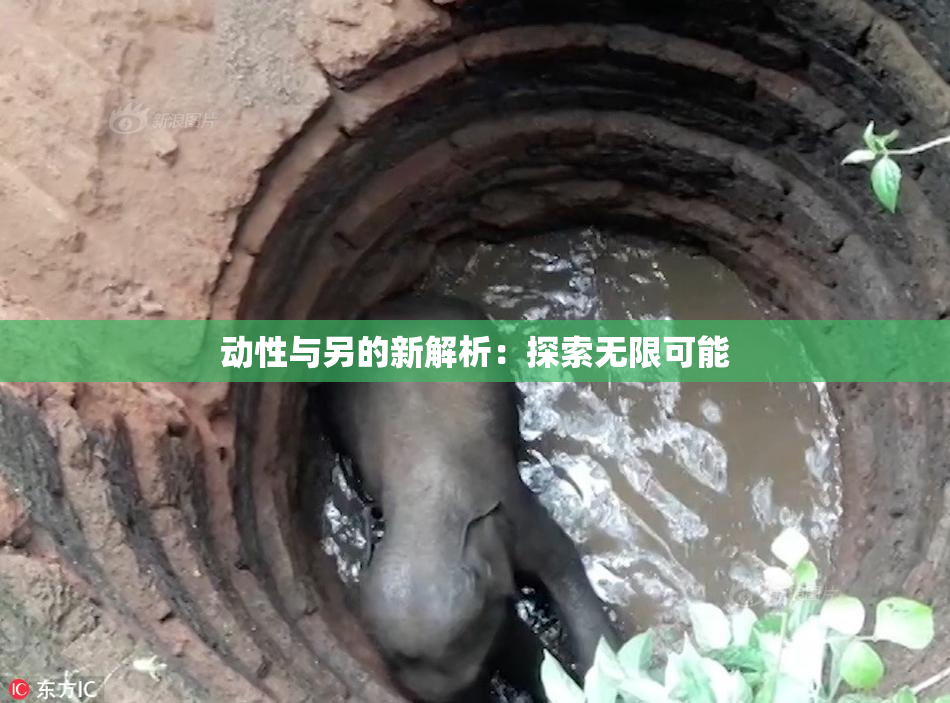 动性与另的新解析：探索无限可能