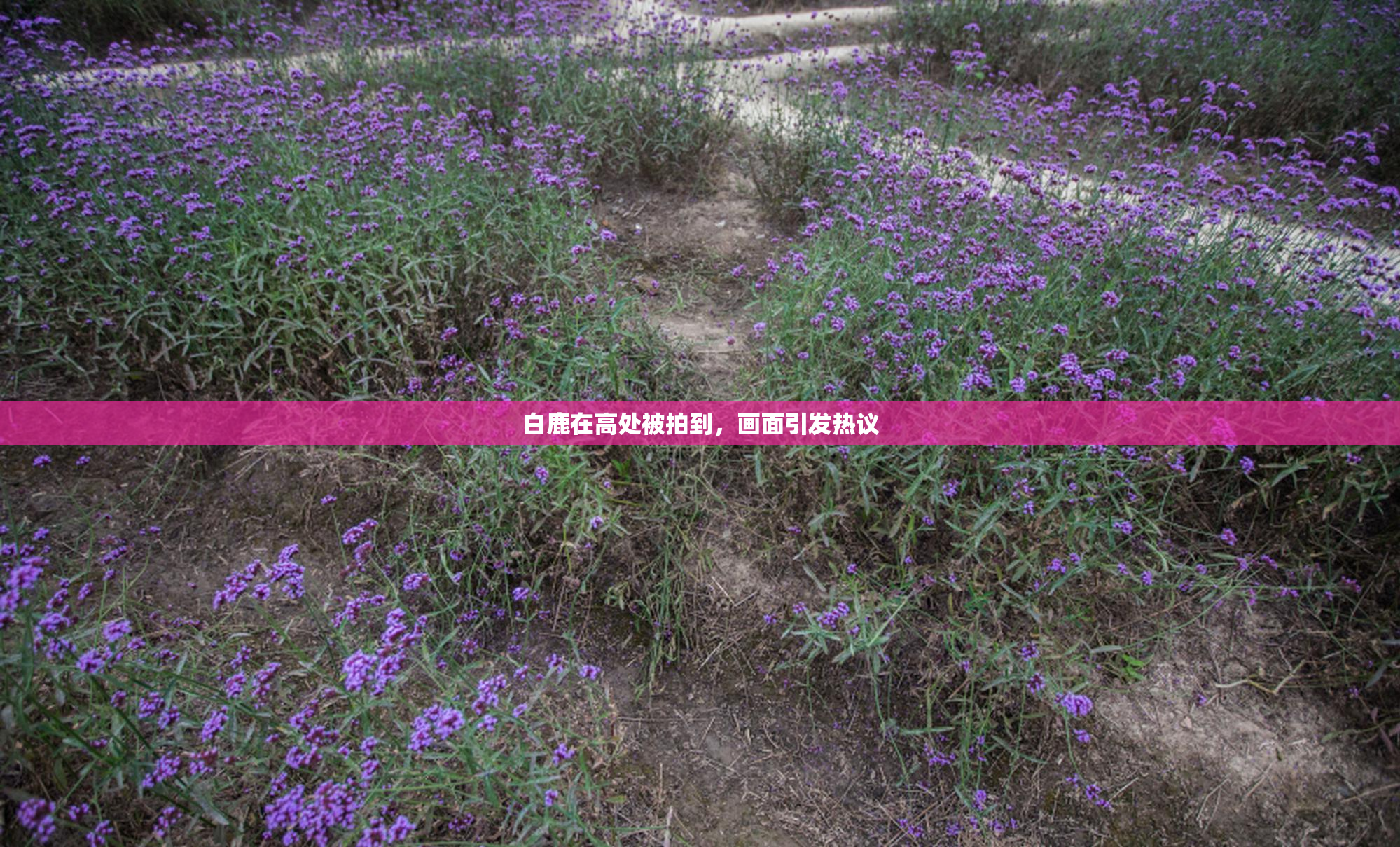 白鹿在高处被拍到，画面引发热议