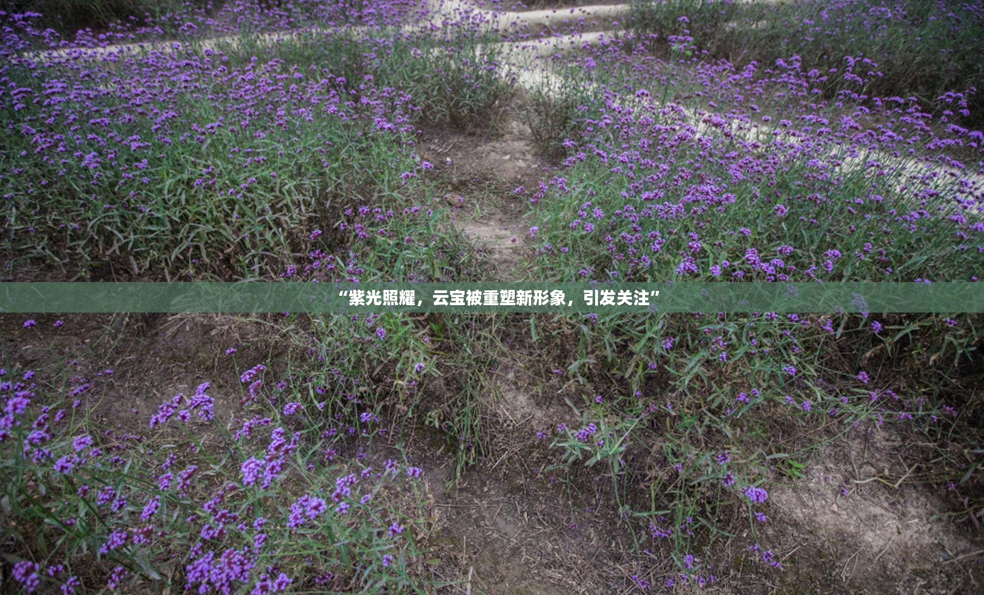 “紫光照耀，云宝被重塑新形象，引发关注”