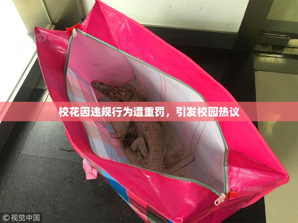 校花因违规行为遭重罚，引发校园热议