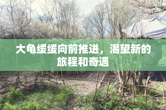 大龟缓缓向前推进，渴望新的旅程和奇遇
