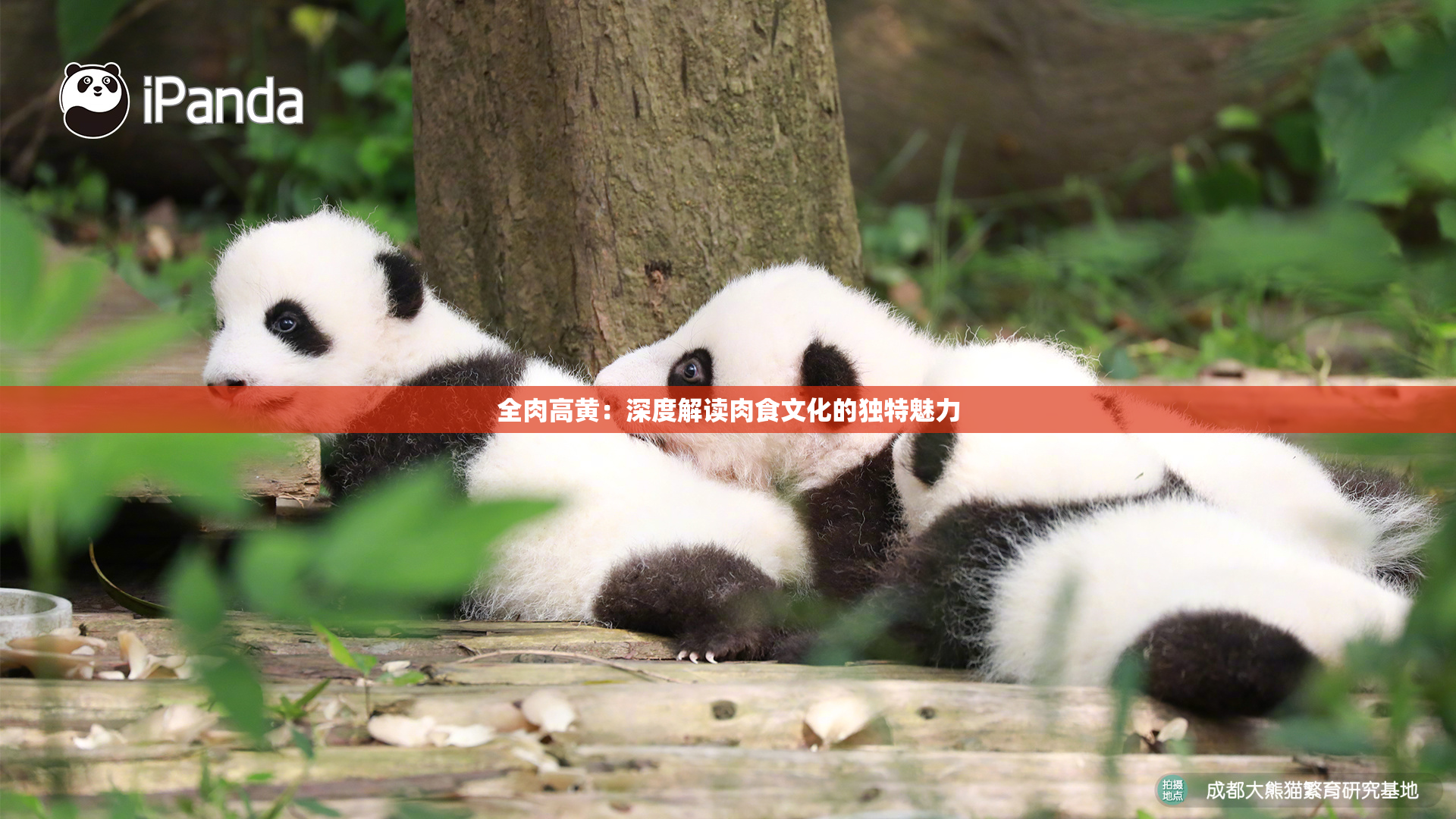 全肉高黄：深度解读肉食文化的独特魅力