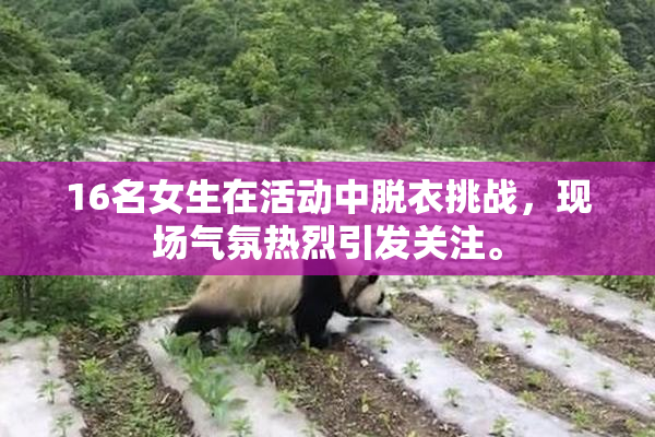 16名女生在活动中脱衣挑战，现场气氛热烈引发关注。