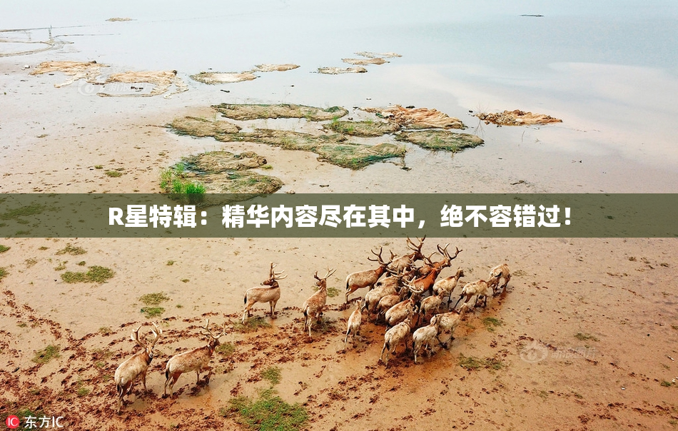 R星特辑：精华内容尽在其中，绝不容错过！