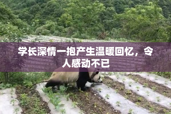 学长深情一抱产生温暖回忆，令人感动不已
