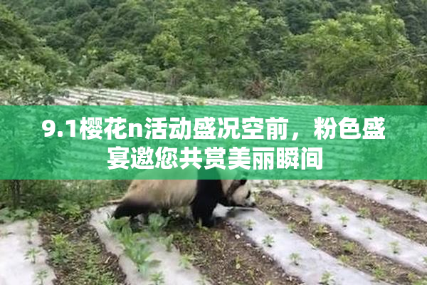 9.1樱花n活动盛况空前，粉色盛宴邀您共赏美丽瞬间