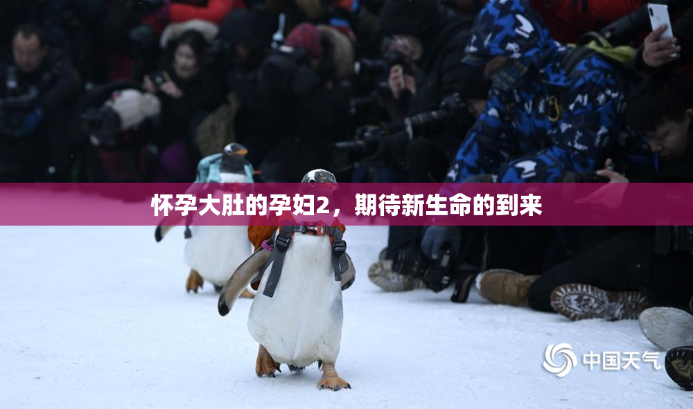 怀孕大肚的孕妇2，期待新生命的到来