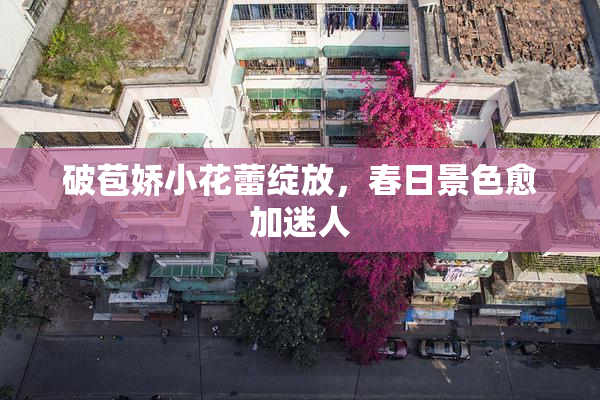 破苞娇小花蕾绽放，春日景色愈加迷人