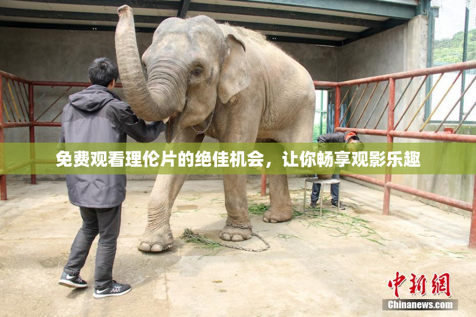 免费观看理伦片的绝佳机会，让你畅享观影乐趣