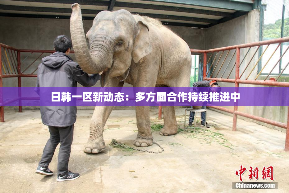 日韩一区新动态：多方面合作持续推进中