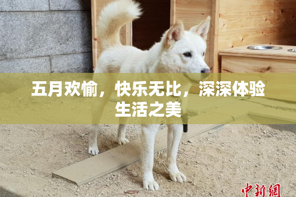 五月欢愉，快乐无比，深深体验生活之美