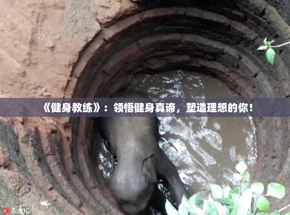 《健身教练》：领悟健身真谛，塑造理想的你！