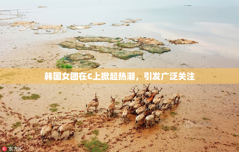 韩国女团在C上掀起热潮，引发广泛关注