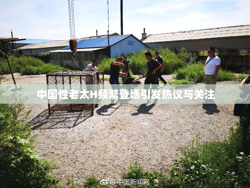 中国性老太H频繁登场引发热议与关注