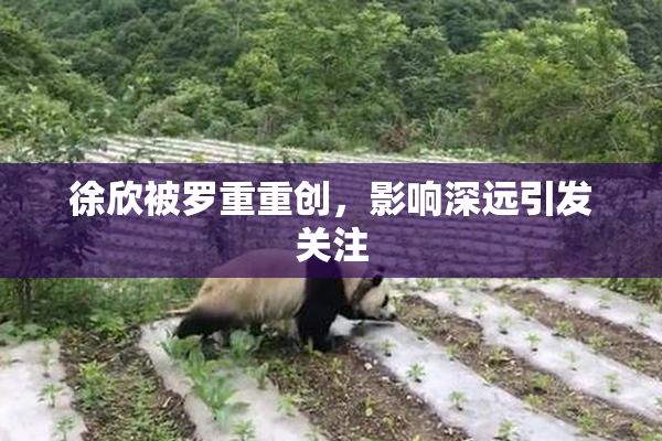 徐欣被罗重重创，影响深远引发关注