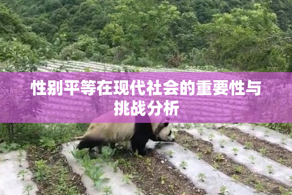 性别平等在现代社会的重要性与挑战分析