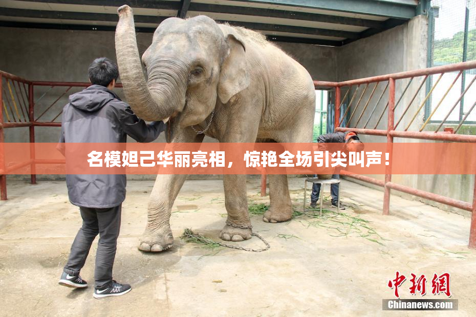 名模妲己华丽亮相，惊艳全场引尖叫声！