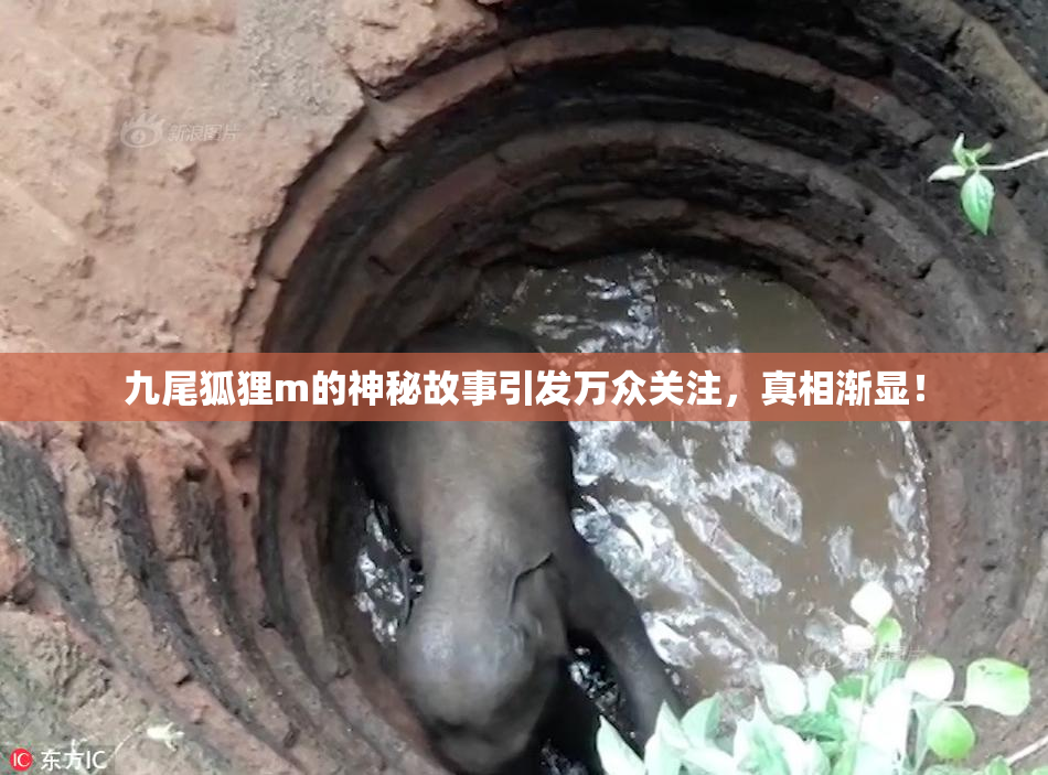 九尾狐狸m的神秘故事引发万众关注，真相渐显！