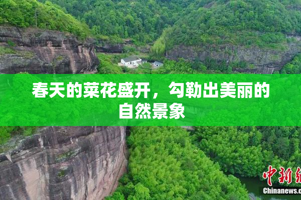 春天的菜花盛开，勾勒出美丽的自然景象