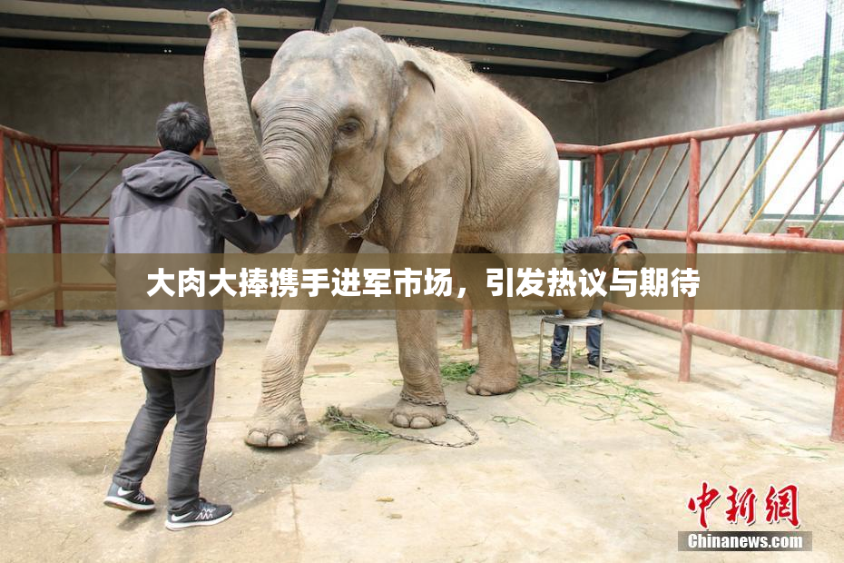 大肉大捧携手进军市场，引发热议与期待