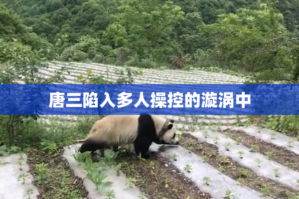 唐三陷入多人操控的漩涡中