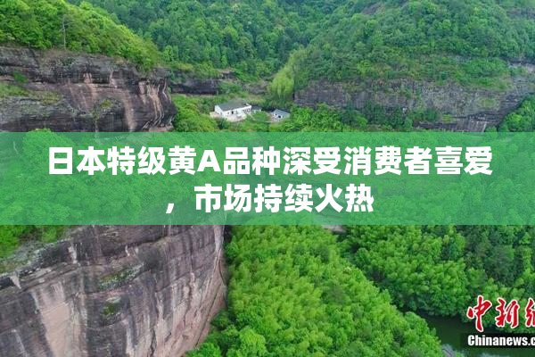 日本特级黄A品种深受消费者喜爱，市场持续火热