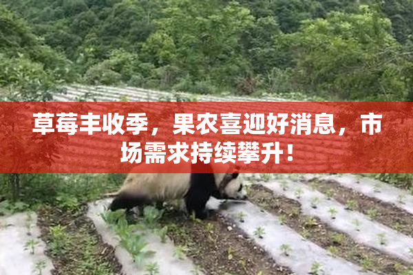 草莓丰收季，果农喜迎好消息，市场需求持续攀升！