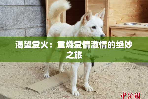 渴望爱火：重燃爱情激情的绝妙之旅