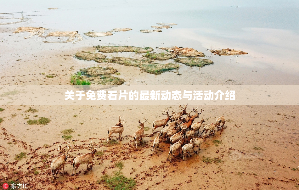 关于免费看片的最新动态与活动介绍
