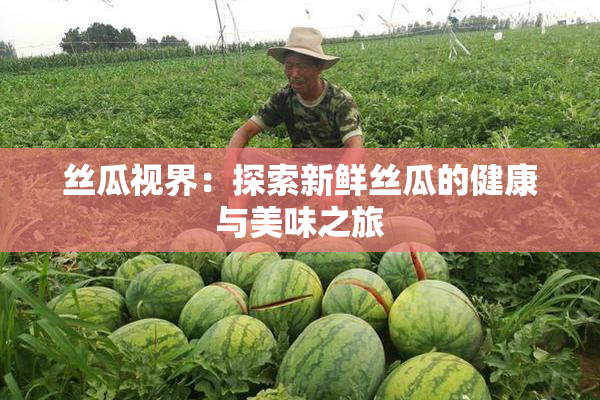 丝瓜视界：探索新鲜丝瓜的健康与美味之旅