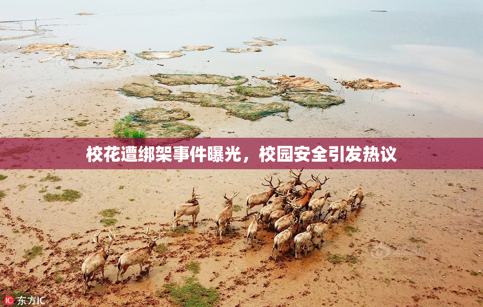 校花遭绑架事件曝光，校园安全引发热议